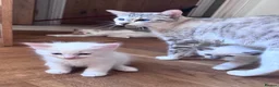 Ragdoll cats for sale: Ragdoll x Snow Bengal kittens 🐾 in Bude - Advert 1