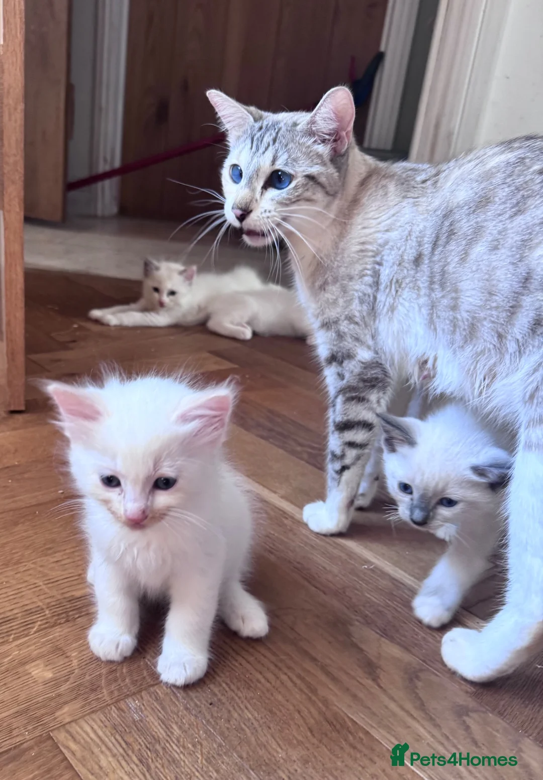 Ragdoll cats for sale: Ragdoll x Snow Bengal kittens 🐾 in Bude - Advert 1