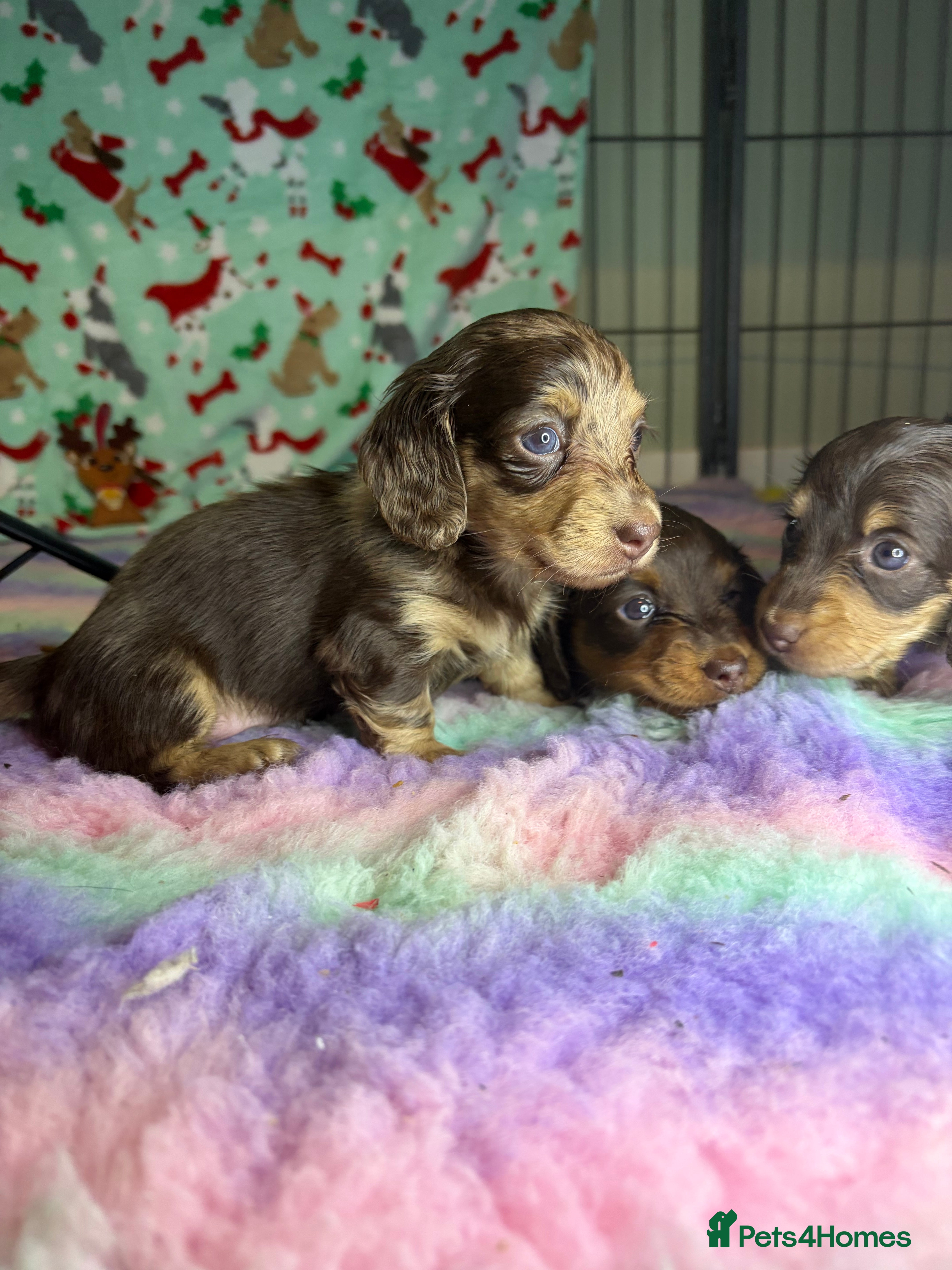 Miniature Dachshund dogs Chocolate and cream longhair miniature dachshunds  - Advert 2