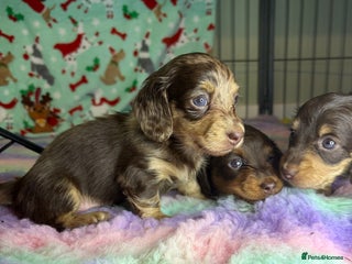 Miniature Dachshund dogs Chocolate and cream longhair miniature dachshunds - Advert 2