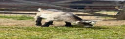 Goats livestock for sale: Pygmy goat for sale (open to offers) - Advert 2