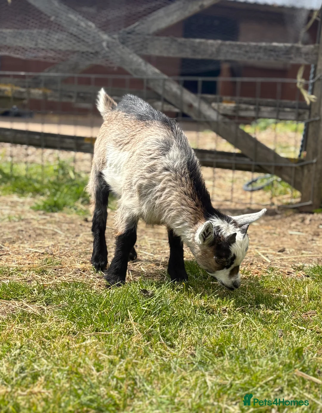 Goats livestock for sale: Pygmy goat for sale (open to offers) - Advert 2