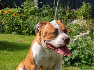 Mixed Breed dogs 4 year old bull breed cross - Advert 1
