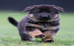 German Shepherd dogs for stud: Health Tested, Show Winner, Proven Stud Dog in London - Image 18