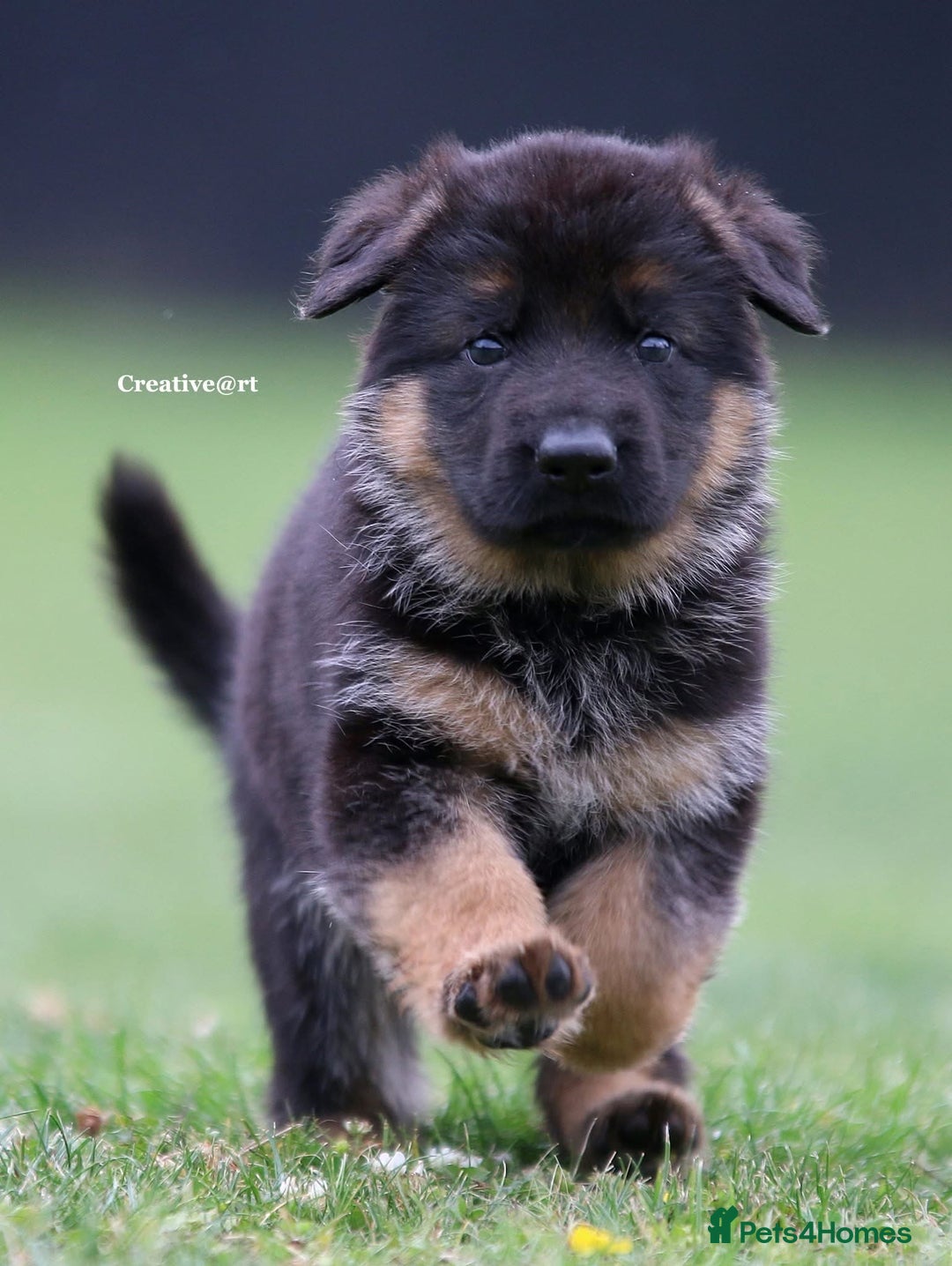 German Shepherd dogs for stud: Health Tested, Show Winner, Proven Stud Dog in London - Image 18