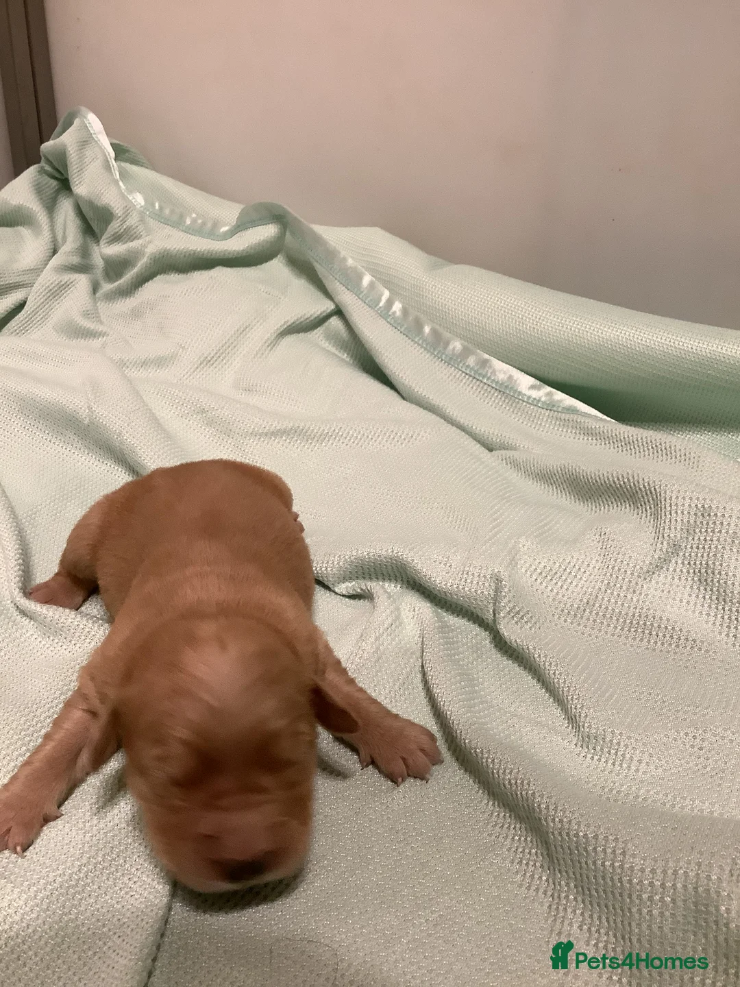 Golden Retriever dogs for sale: Gorgeous dark kc golden retriever pups - Advert 11