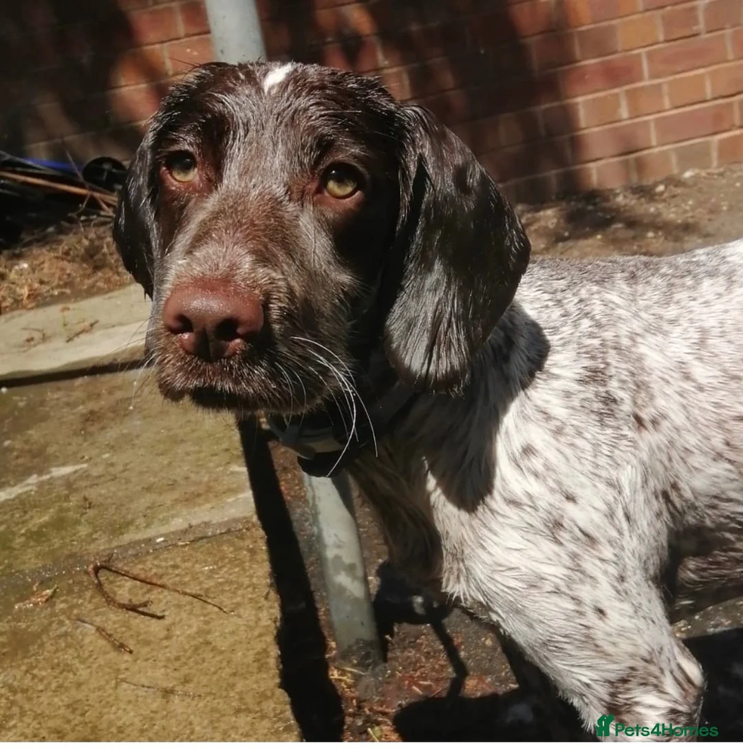 Cocker Spaniel dogs for sale: Cocker Spaniel For sale  in Sheffield - Advert 1
