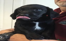 Cockerdor dogs for sale: Superb Quality Cockador Puppies, SHROPSHIRE  - Image 12