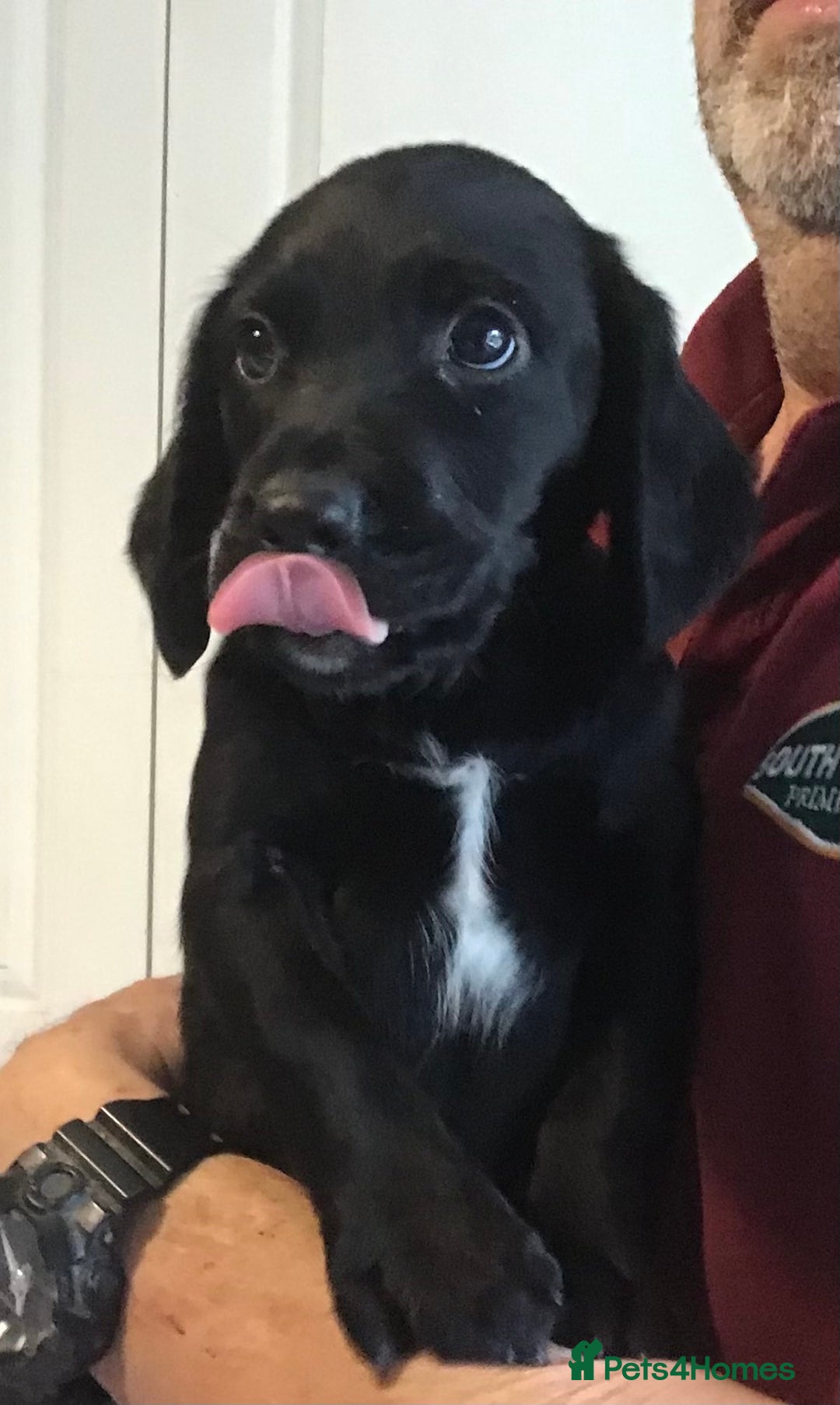 Cockerdor dogs for sale: Superb Quality Cockador Puppies, SHROPSHIRE  - Image 12