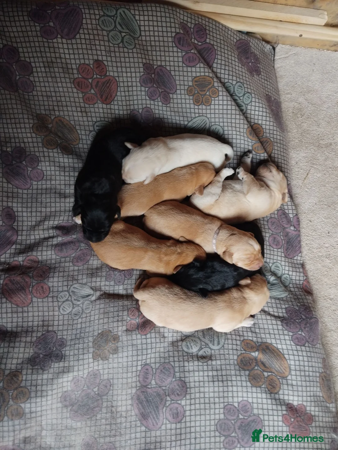 Labrador Retriever dogs for sale: 8 gorgeous Labrador puppies - Advert 5