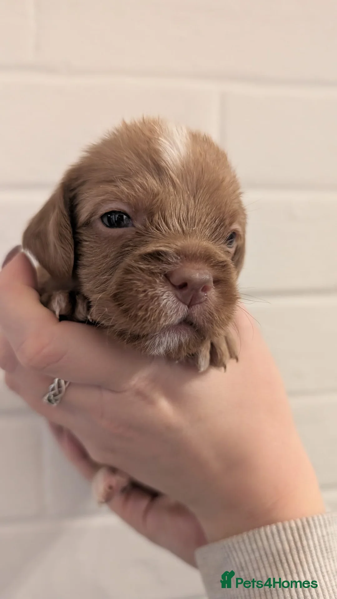 Cockapoo dogs for sale: Cockapoo puppies - Advert 24