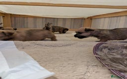 Mixed Breed dogs for sale: Norfolk terrier cross cairn terrier  - Image 17
