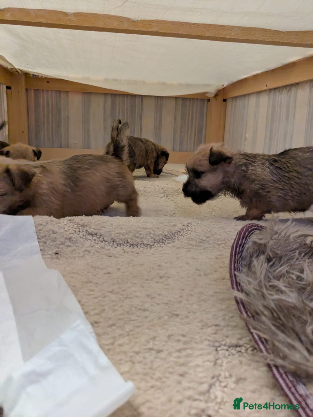 Mixed Breed dogs for sale: Norfolk terrier cross cairn terrier  - Image 17
