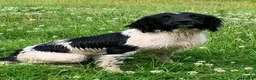English Springer Spaniel dogs for stud: HEALTH TESTED FTCH bred springers for stud - Advert 14