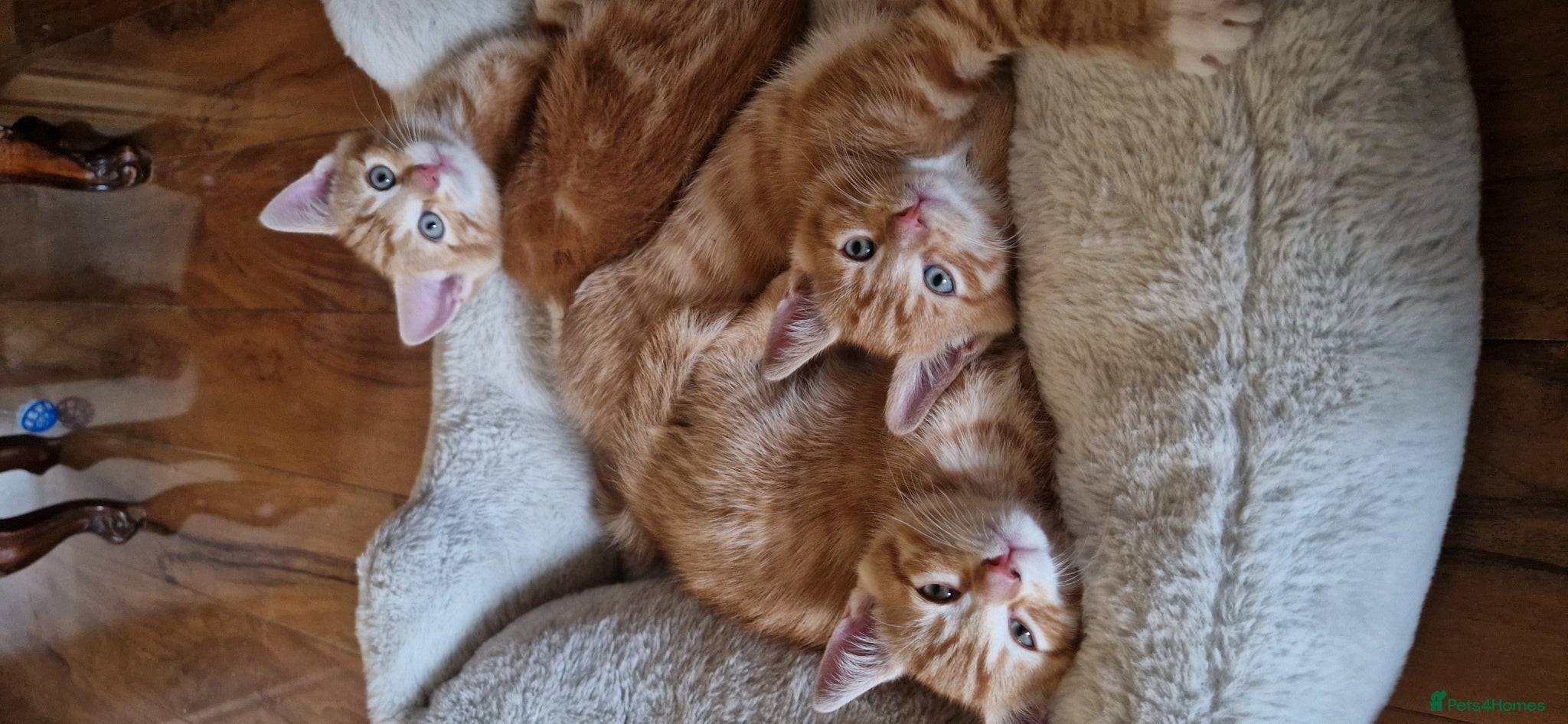 Domestic Shorthair cats Domestic Shorthair Kittens (3 males, 1 female) - Advert 9