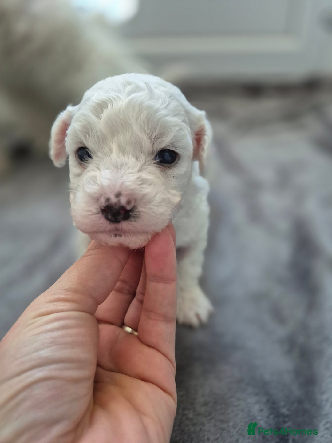 Bichon Frise dogs for sale: Pure White Bishon Frise - Advert 10
