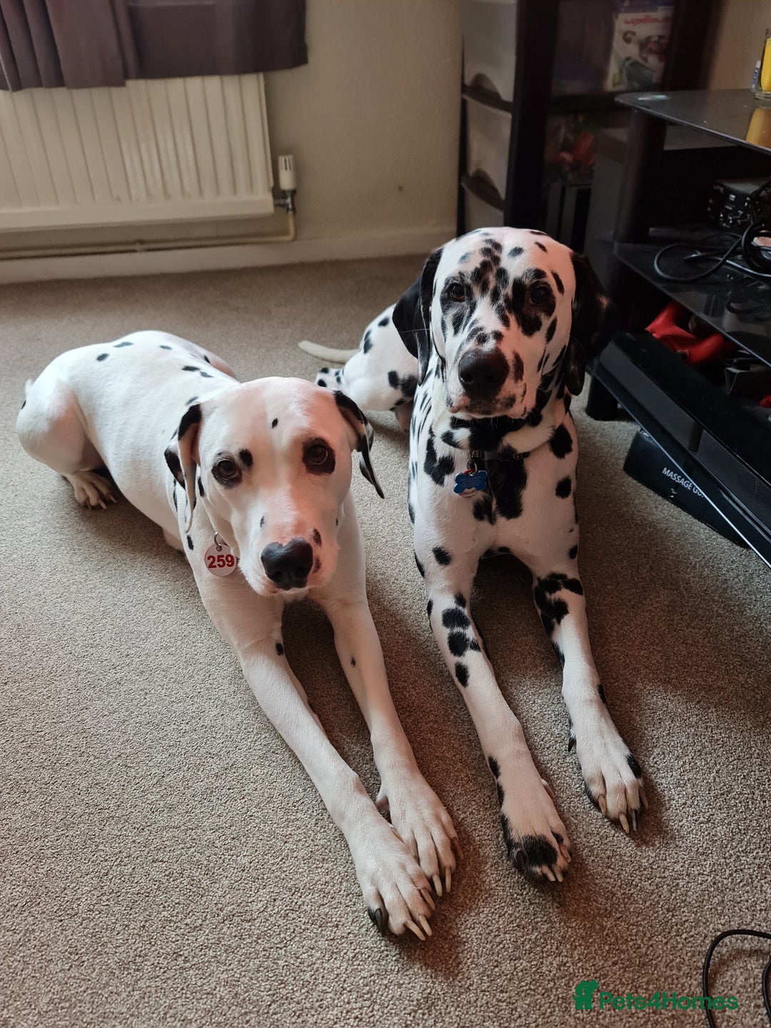 Dalmatian dogs for sale: 100% DALMATIAN LITTER - Image 3