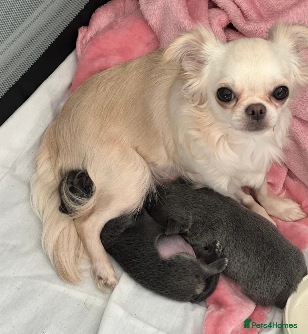 Chihuahua dogs for sale: Male Blue tan and white KC reg puppy for sale..  in Royston - Advert 12