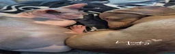 Sphynx cats for sale: Beautiful Sphynx cats need re homing  - Advert 9