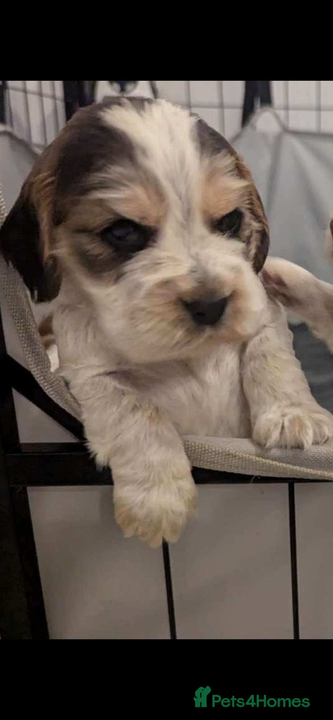 Cocker Spaniel dogs for sale: Show Type cocker spaniel puppies for sale - Image 11