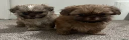 Shih Tzu dogs for sale: ✨Tiny Imperial Shih Tzu puppies ✨ - Advert 10