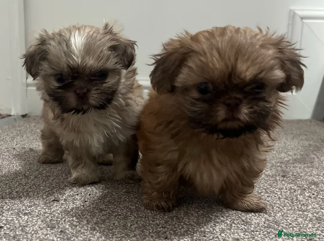 Shih Tzu dogs for sale: ✨Tiny Imperial Shih Tzu puppies ✨ - Advert 10
