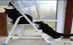 Maine Coon cats for sale: Maine-Coon kittens  - Image 19