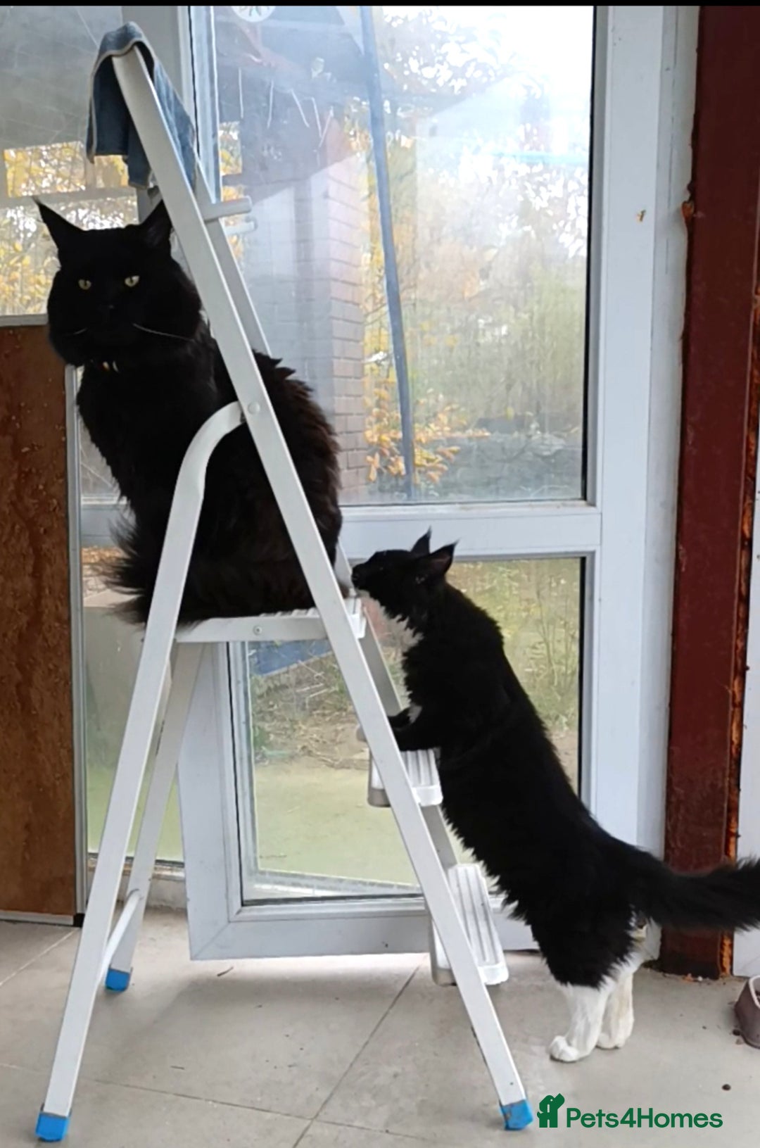 Maine Coon cats for sale: Maine-Coon kittens  - Image 19