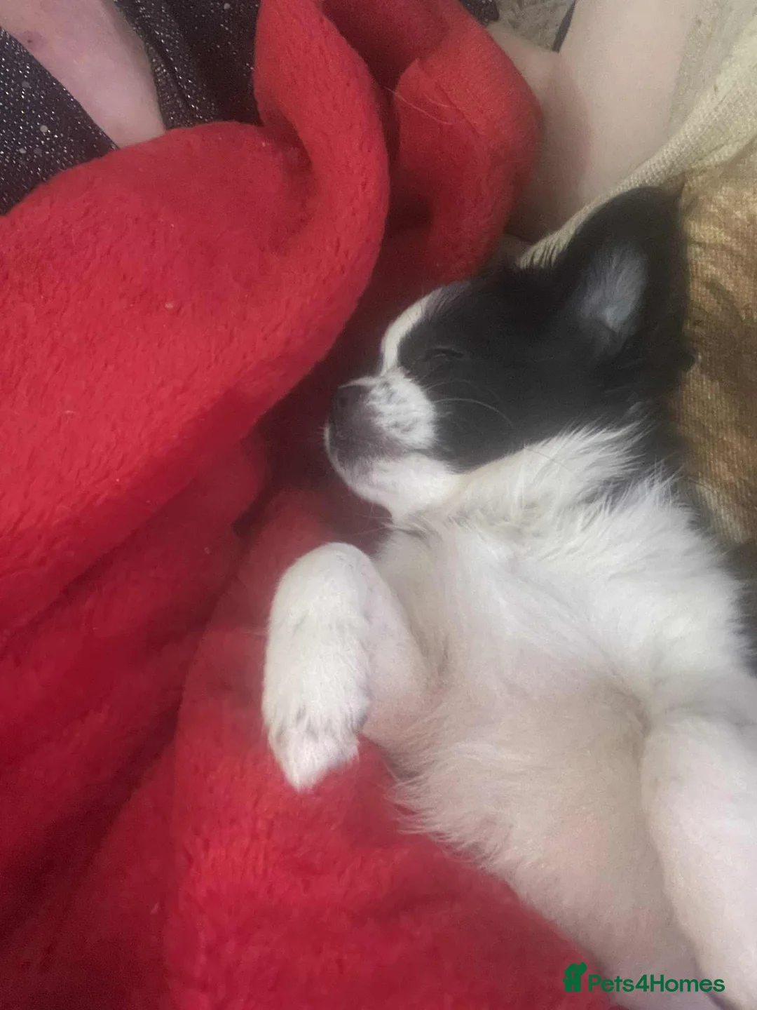 Chug dogs for sale: Chug Puppy for Sale Best of Litter (Longhaired) - Advert 6