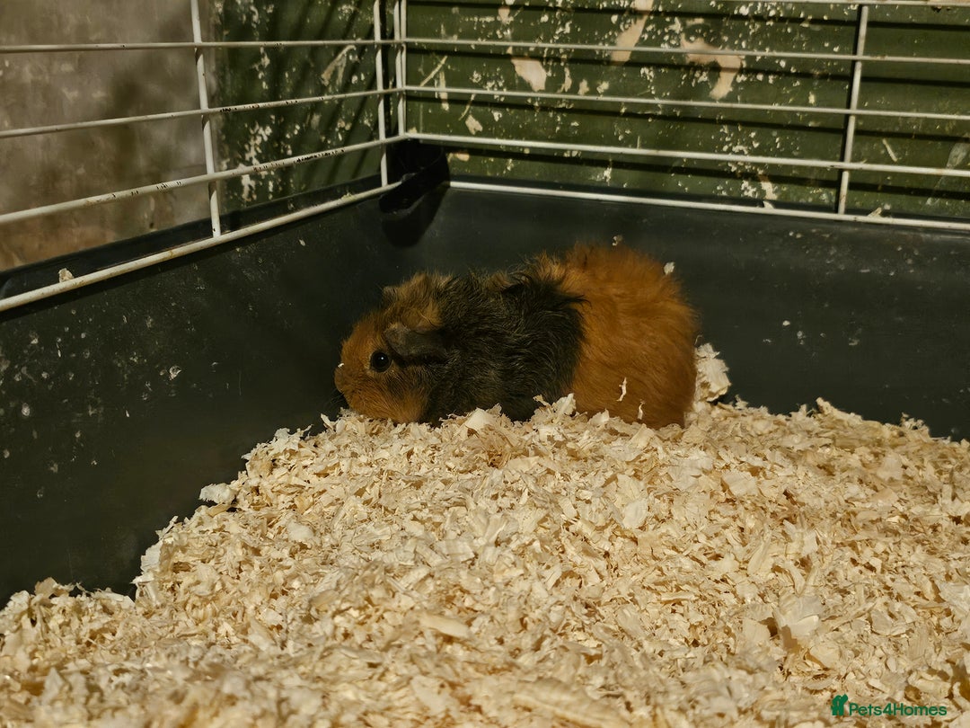 Guinea Pig rodents for sale: Stunning guinea pigs available (brothers) - Advert 4