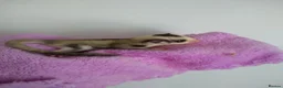 Sugar Glider rodents for sale: Stunning sugar gliders  - Advert 3