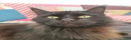 Maine Coon cats for sale: Male Maine Coon in Southport - Advert 11