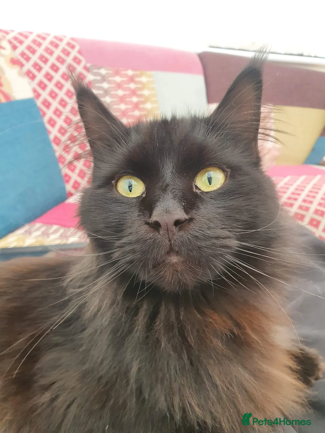 Maine Coon cats for sale: Male Maine Coon in Southport - Advert 11