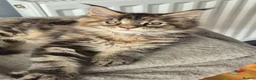 Maine Coon cats for sale: Stunning maine coon girl - Advert 11
