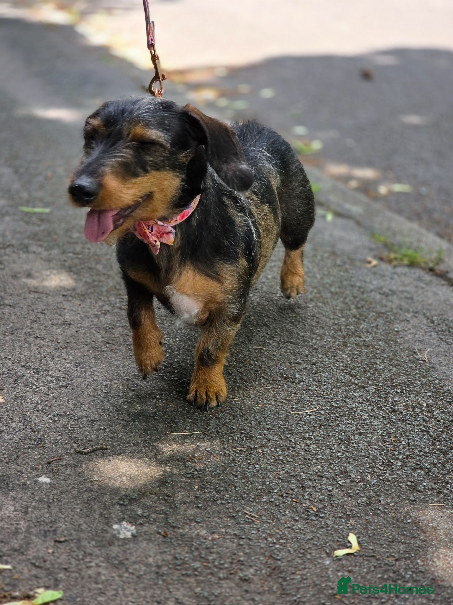Dachshund dogs Miyo needs a loving home  - Advert 3