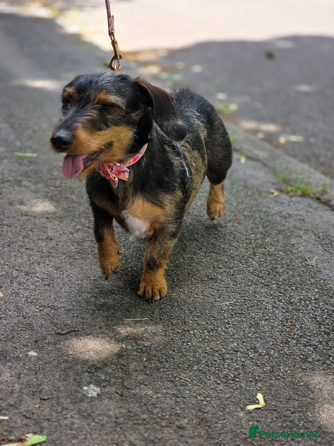 Dachshund dogs for sale: Miyo needs a loving home  in Wolverhampton - Advert 1
