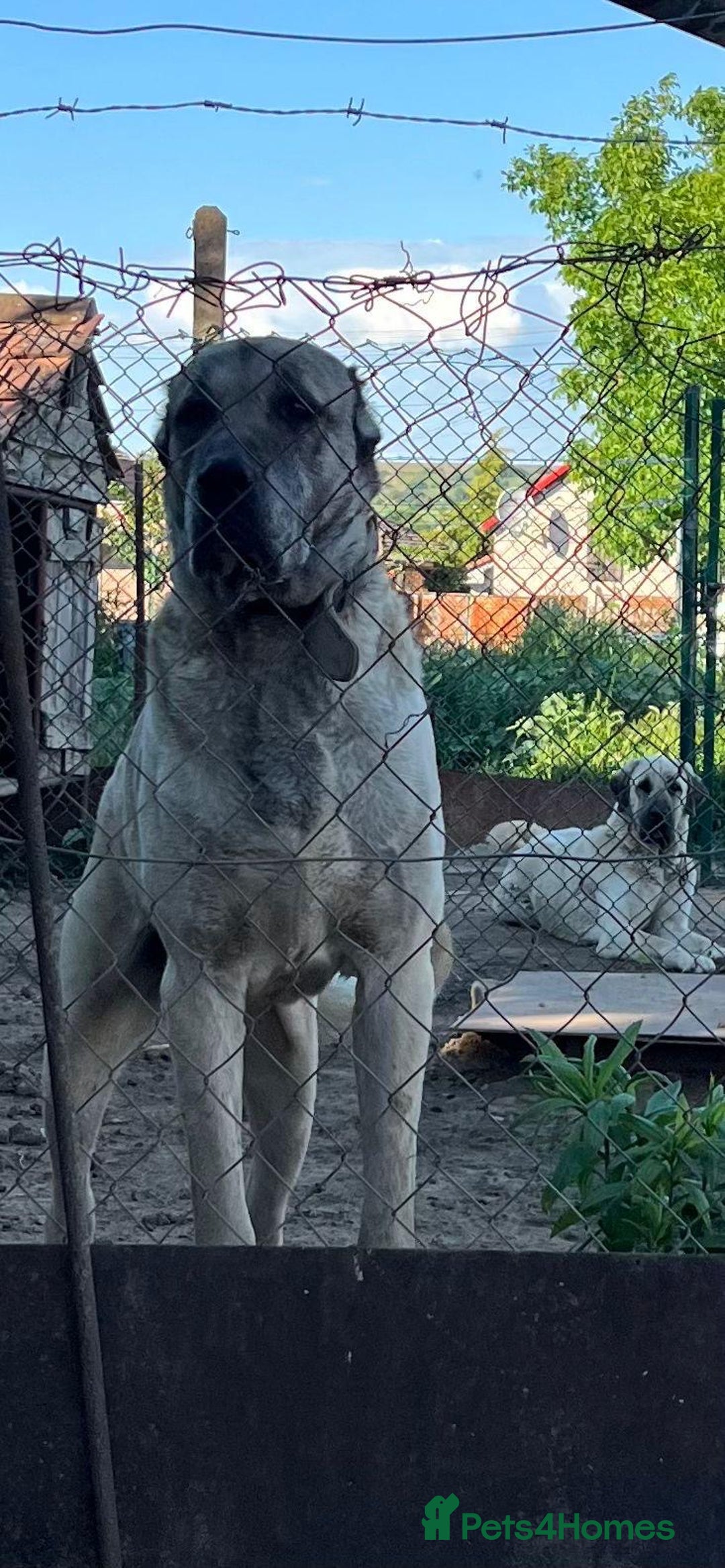 Anatolian Shepherd dogs for sale: Anatolian Shepherd(Malakli) - Advert 16