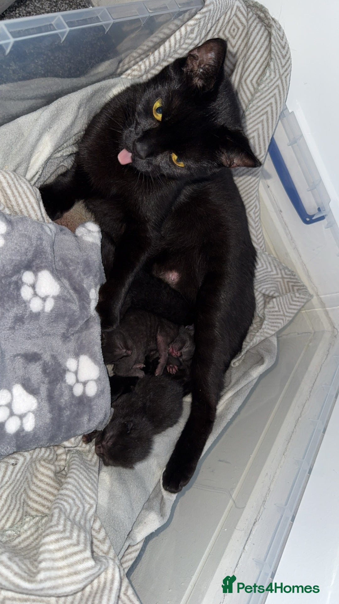 Bombay cats for sale: 5 freshly baked kittens! - Image 4