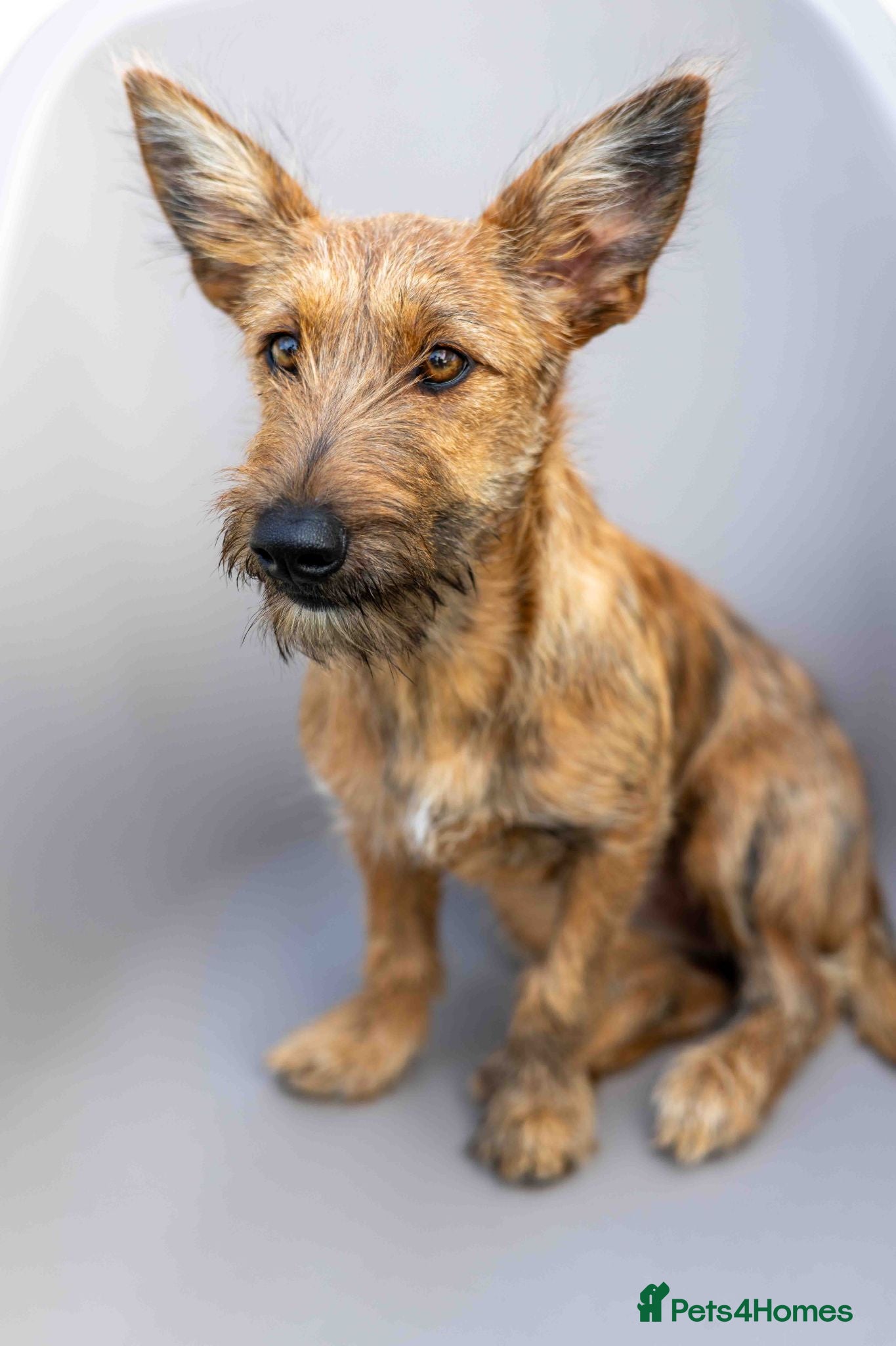 Mixed Breed dogs Lovely Layla - Advert 1
