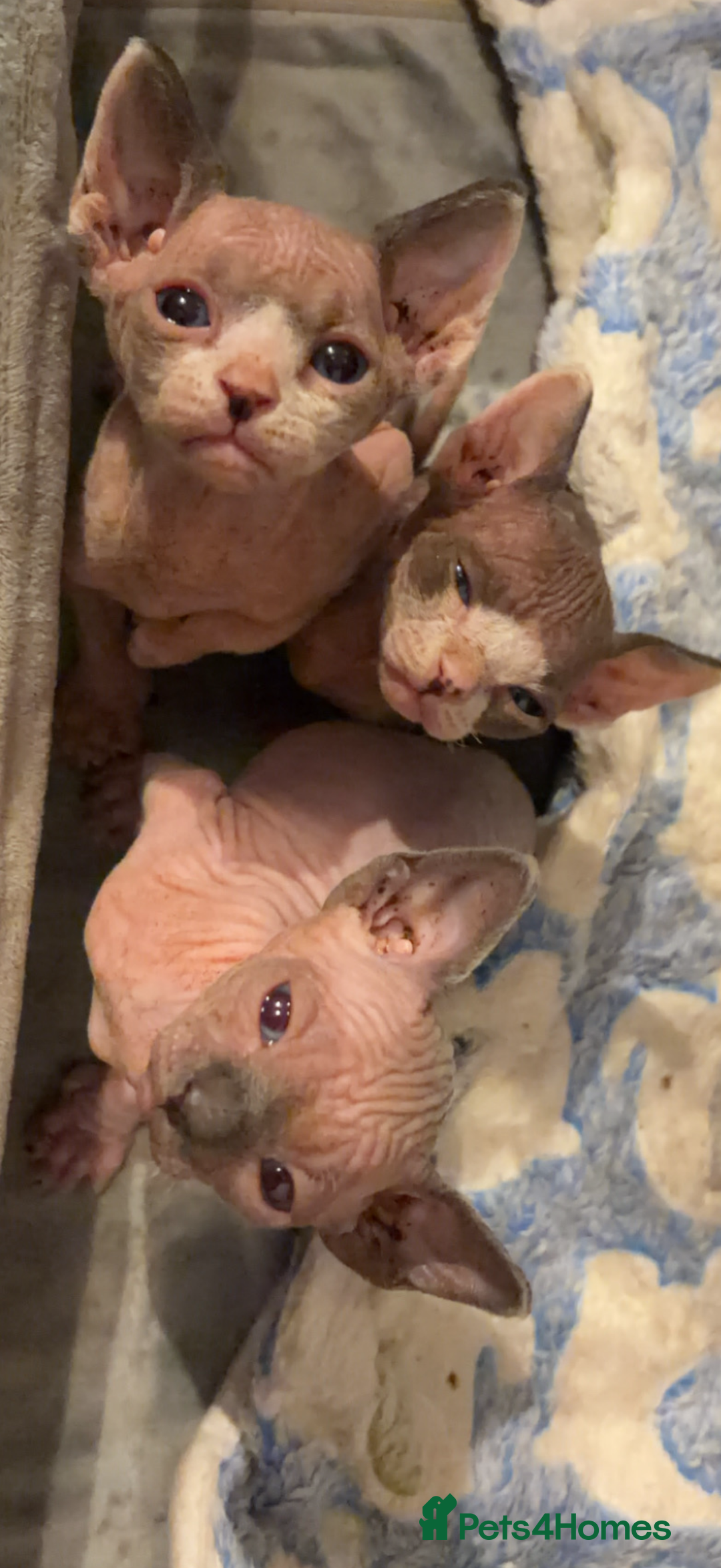 Sphynx cats for sale: beautiful sphynx kittens for sale   - Advert 2