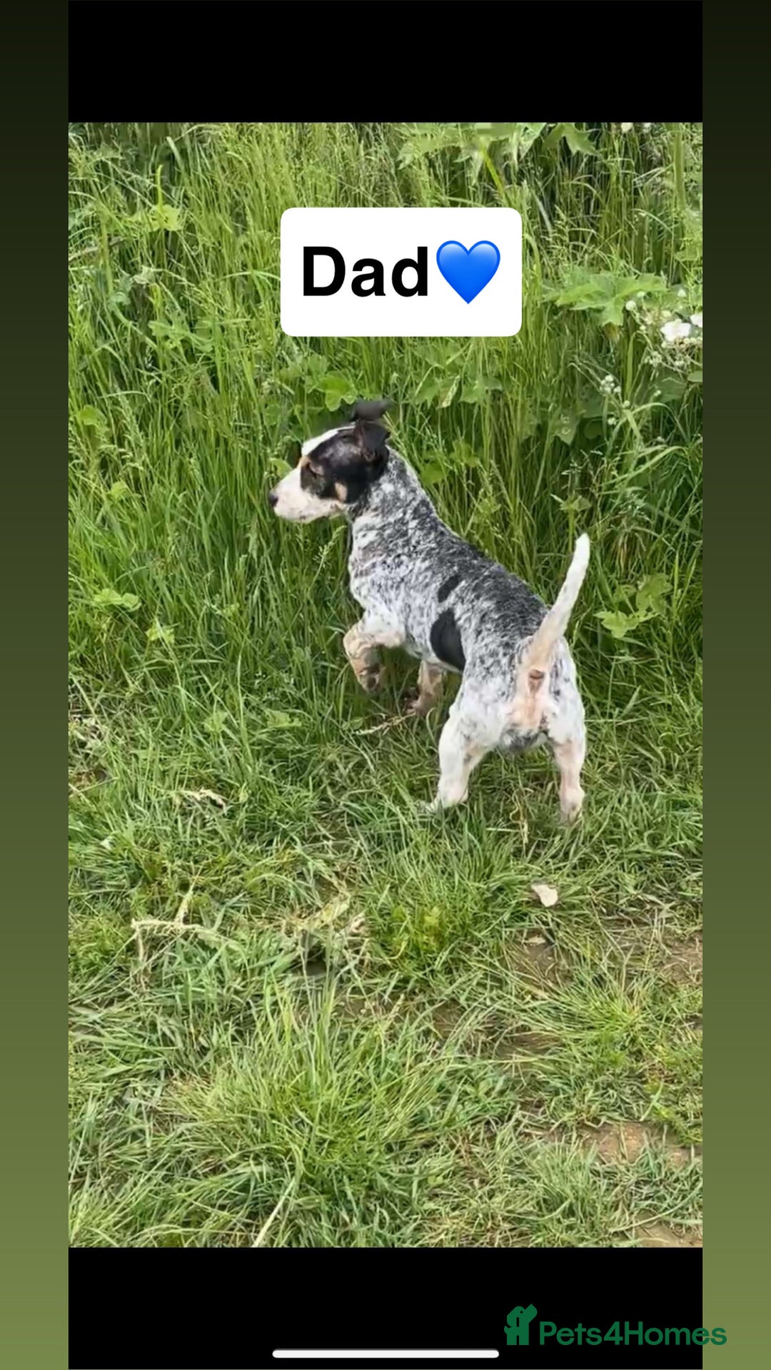 Jack Russell dogs for sale: Gorgeous miniature Jack Russells - Image 7