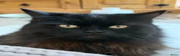 British Longhair cats for sale: Stunning Black Long Haired Boy Teddy - Advert 3