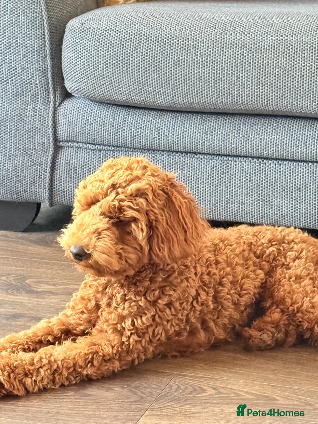 Toy Poodle dogs for sale: Toy poodle - Advert 2