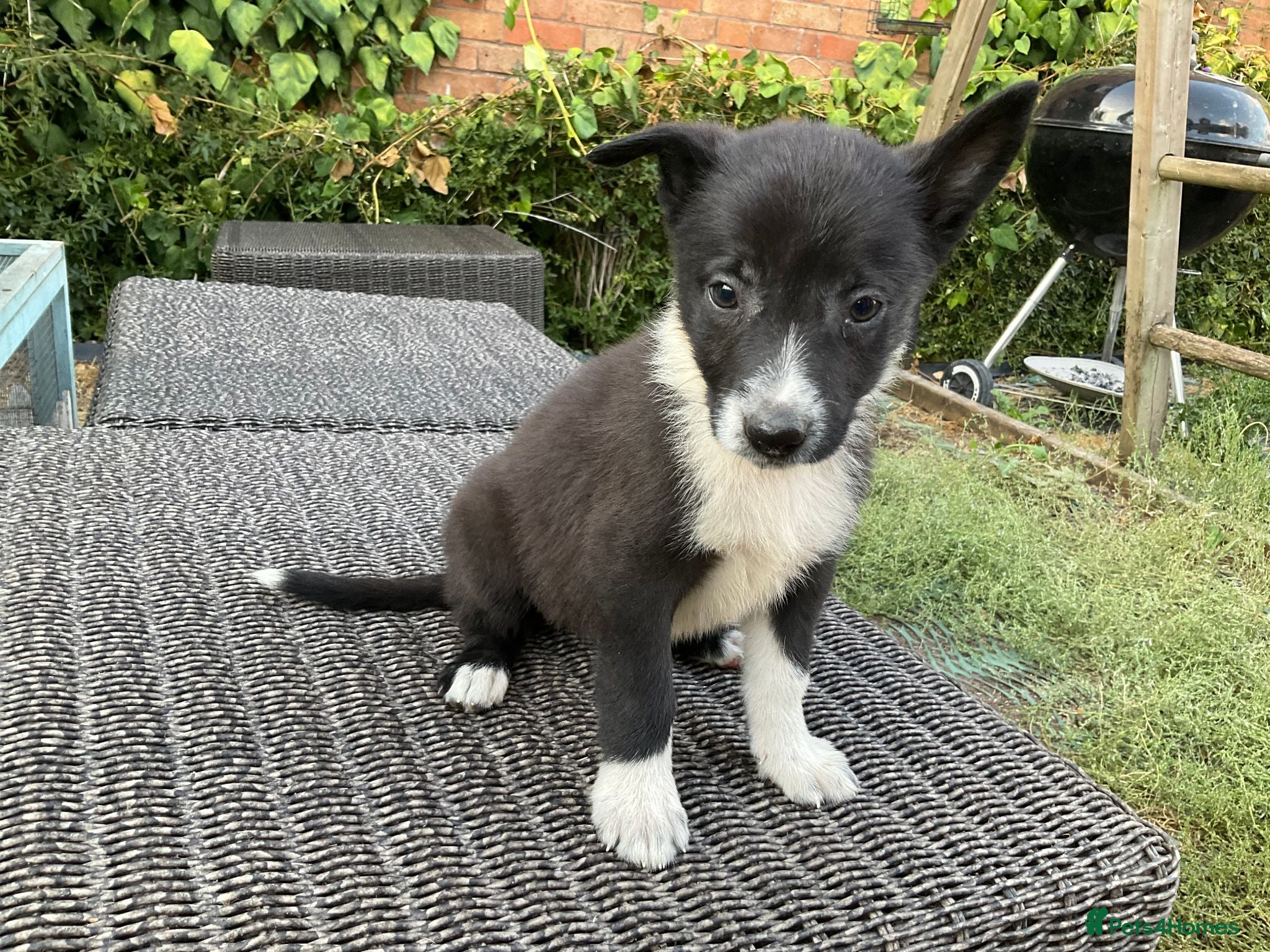 Mixed Breed dogs 🐾 Beautiful Shollie puppies-one more, ready to go - Advert 2