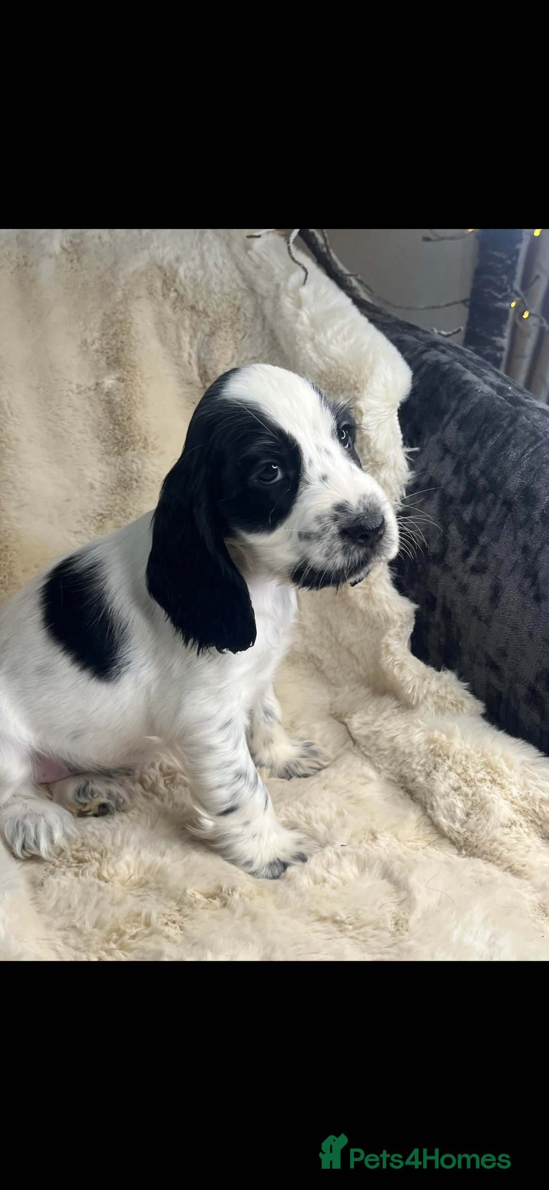 Cocker Spaniel dogs for sale: Health tested cocker spaniel puppies  - Advert 11