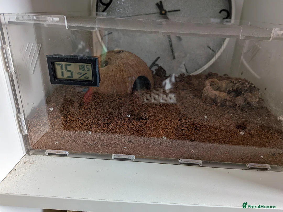 Tarantulas invertebrates for sale: Tarantulas for sale - Advert 4