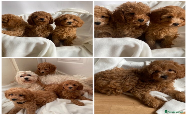 Maltipoo dogs - Advert 13