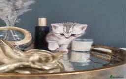 British Shorthair cats for sale: Blue eyed Silver tabby shaded BSH x Russian blue  - Image 4