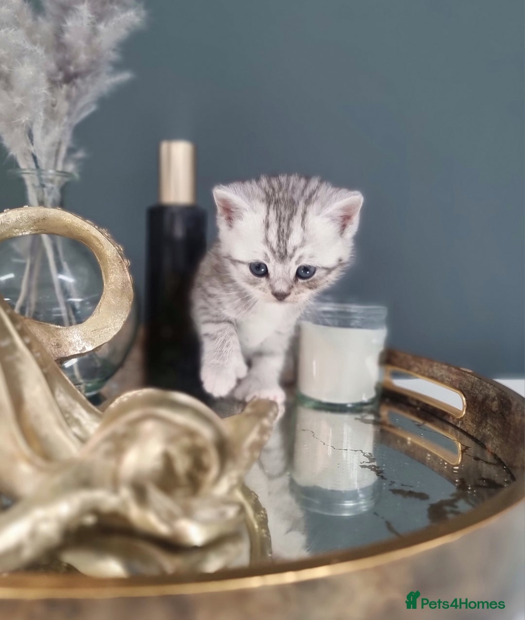 British Shorthair cats for sale: Blue eyed Silver tabby shaded BSH x Russian blue  - Image 4