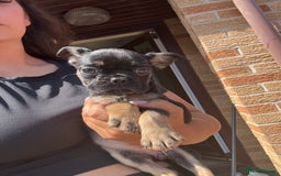 Frug dogs for sale: 3/4 Frenchie 1/4 pug puppies for sale  - Image 18